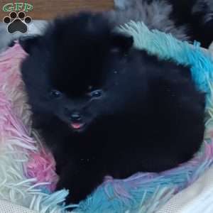 Black Velvet, Pomeranian Puppy